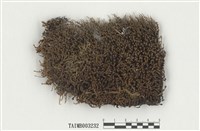 藏品(簑苔屬)的圖片